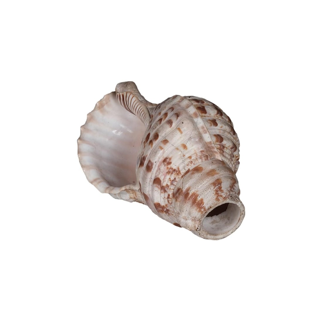 Sacred Indian Temple Shankh | 8" Natural White Conch Shell for Yoga Altar Decor | Spiritual Meditati - 2