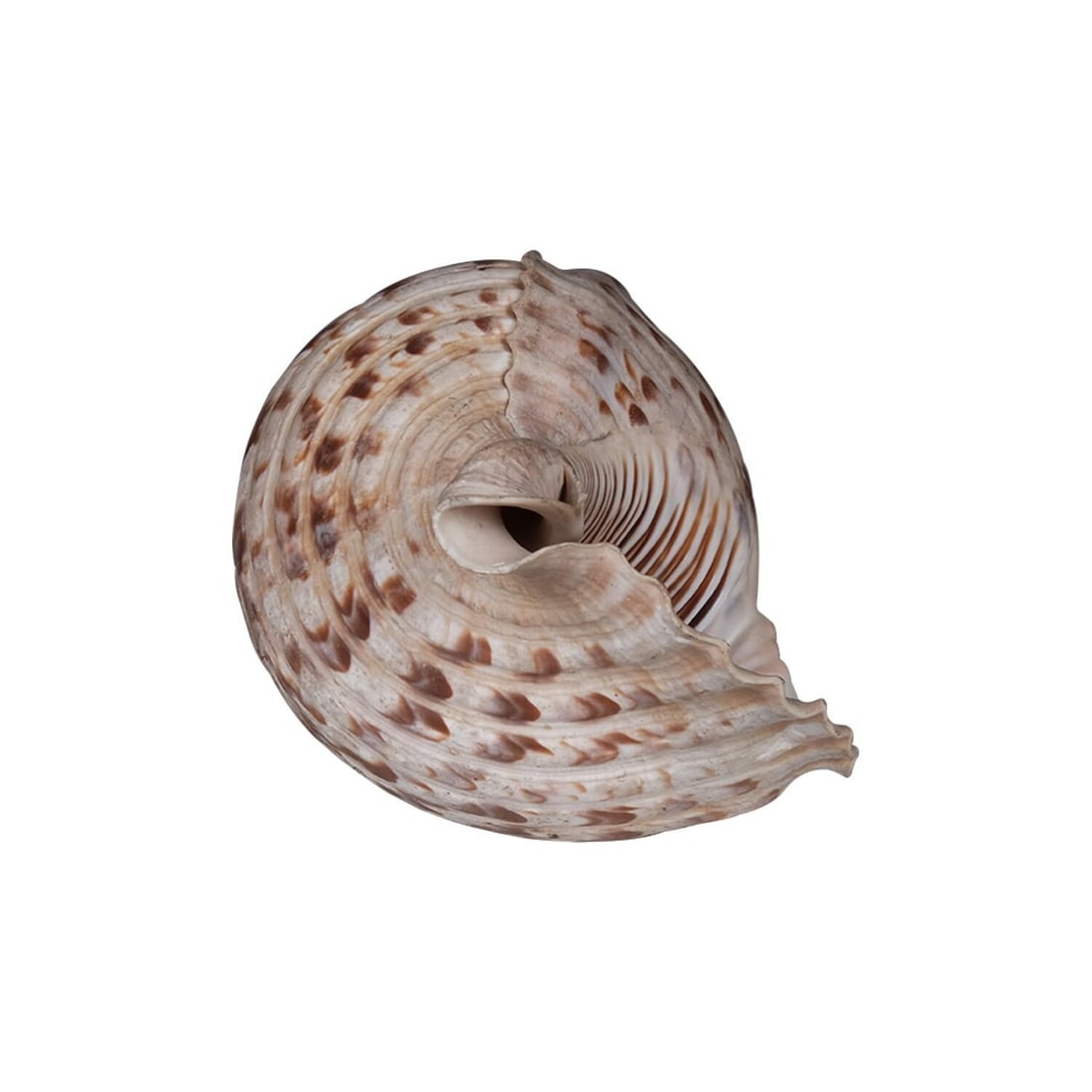 Sacred Indian Temple Shankh | 8" Natural White Conch Shell for Yoga Altar Decor | Spiritual Meditati - 3