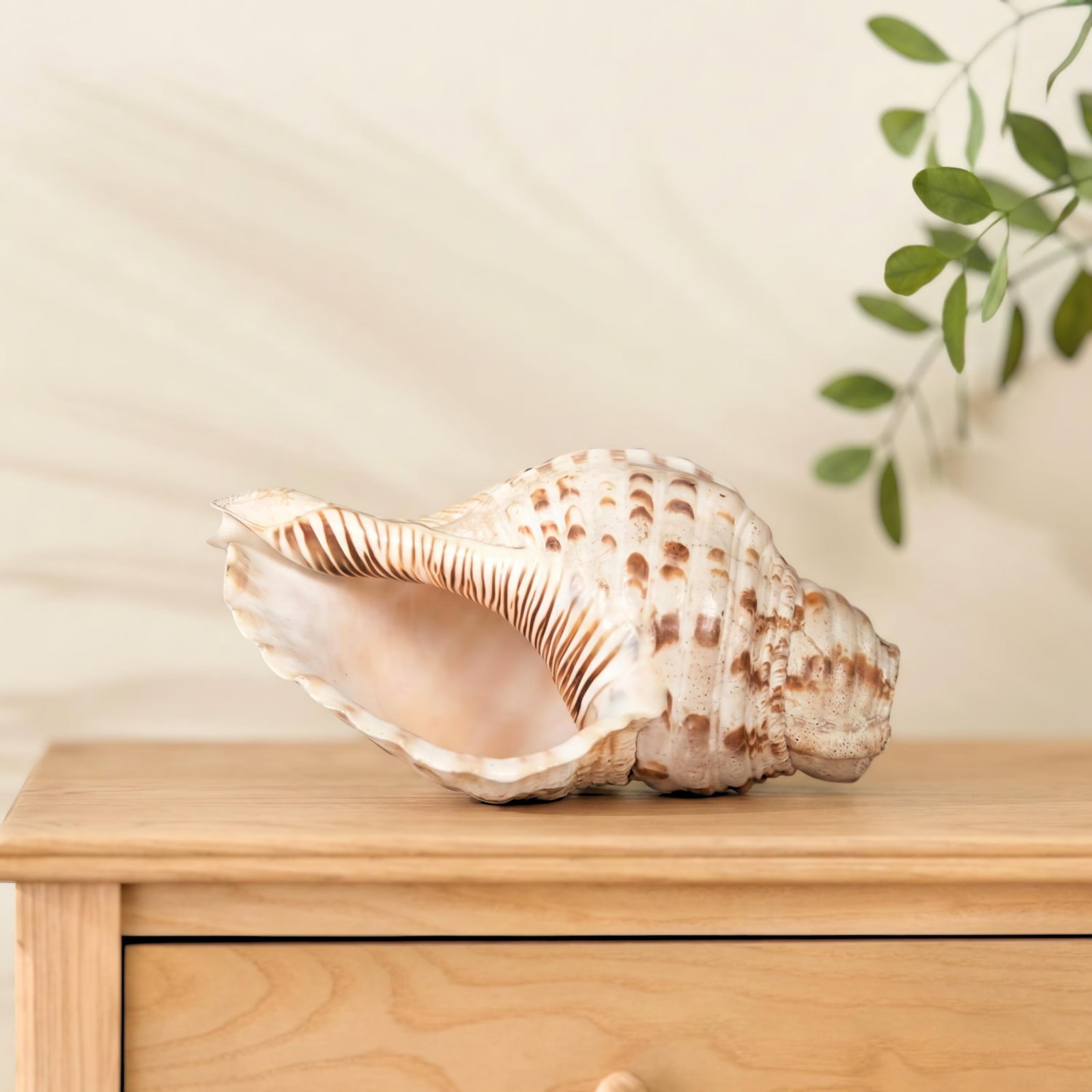 Sacred Indian Temple Shankh | 8" Natural White Conch Shell for Yoga Altar Decor | Spiritual Meditati - 5