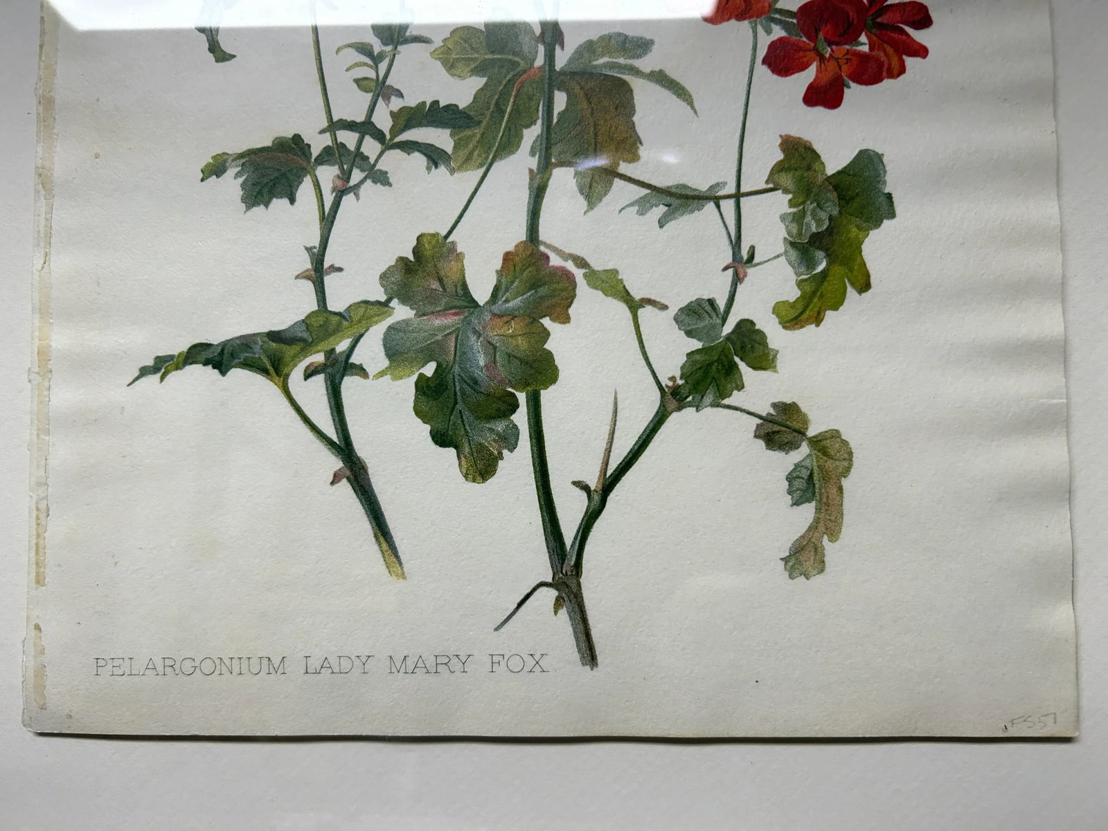 Antique Botanical Print Pelargonium Lady Mary Fox Framed Original 1904, Framed - 7