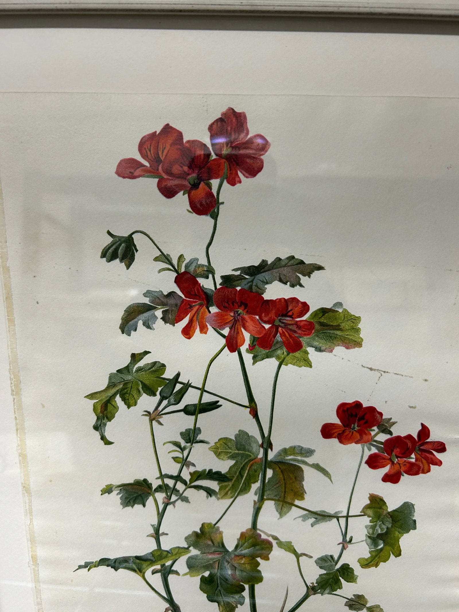 Antique Botanical Print Pelargonium Lady Mary Fox Framed Original 1904, Framed - 9
