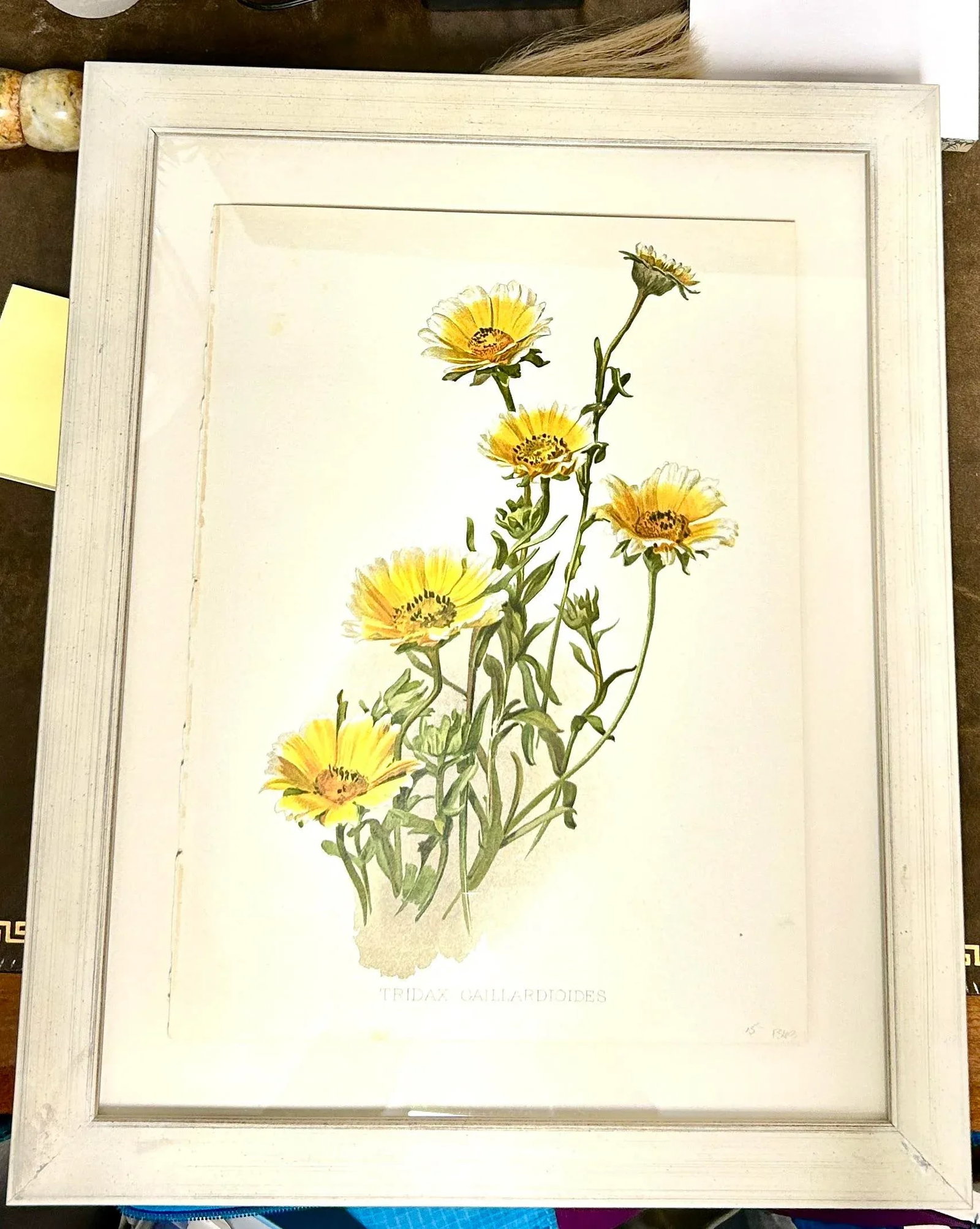 Antique Botanical Print Tridax Gaillardioides Original 1904 Print, Framed - 11