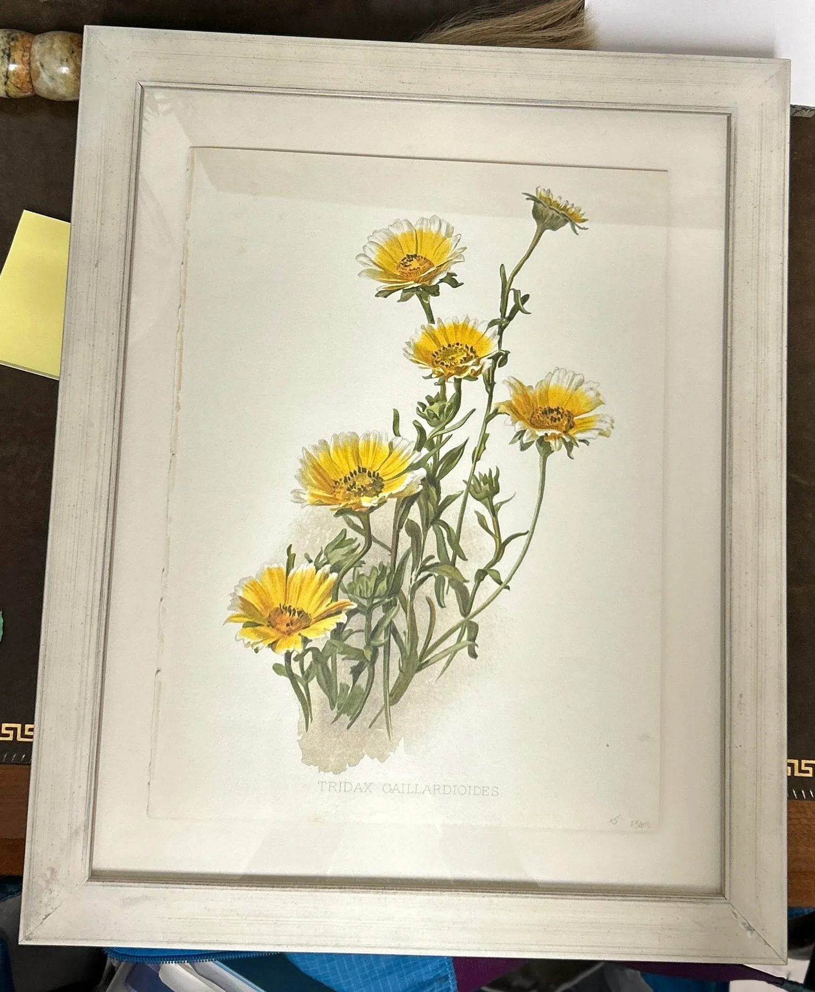 Antique Botanical Print Tridax Gaillardioides Original 1904 Print, Framed - 12