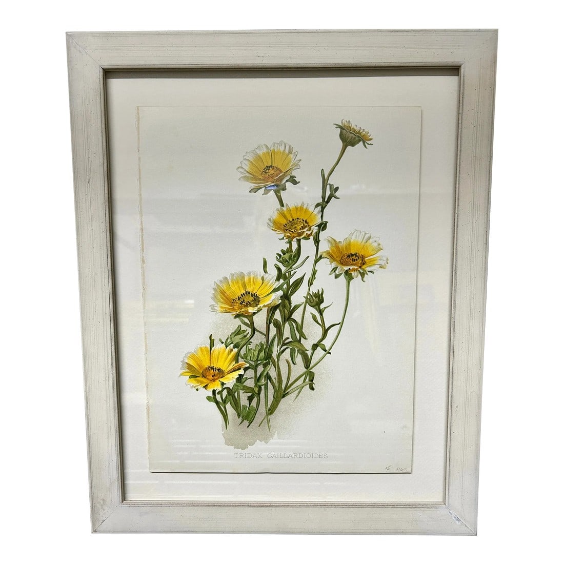Antique Botanical Print Tridax Gaillardioides Original 1904 Print, Framed (1 of 12)