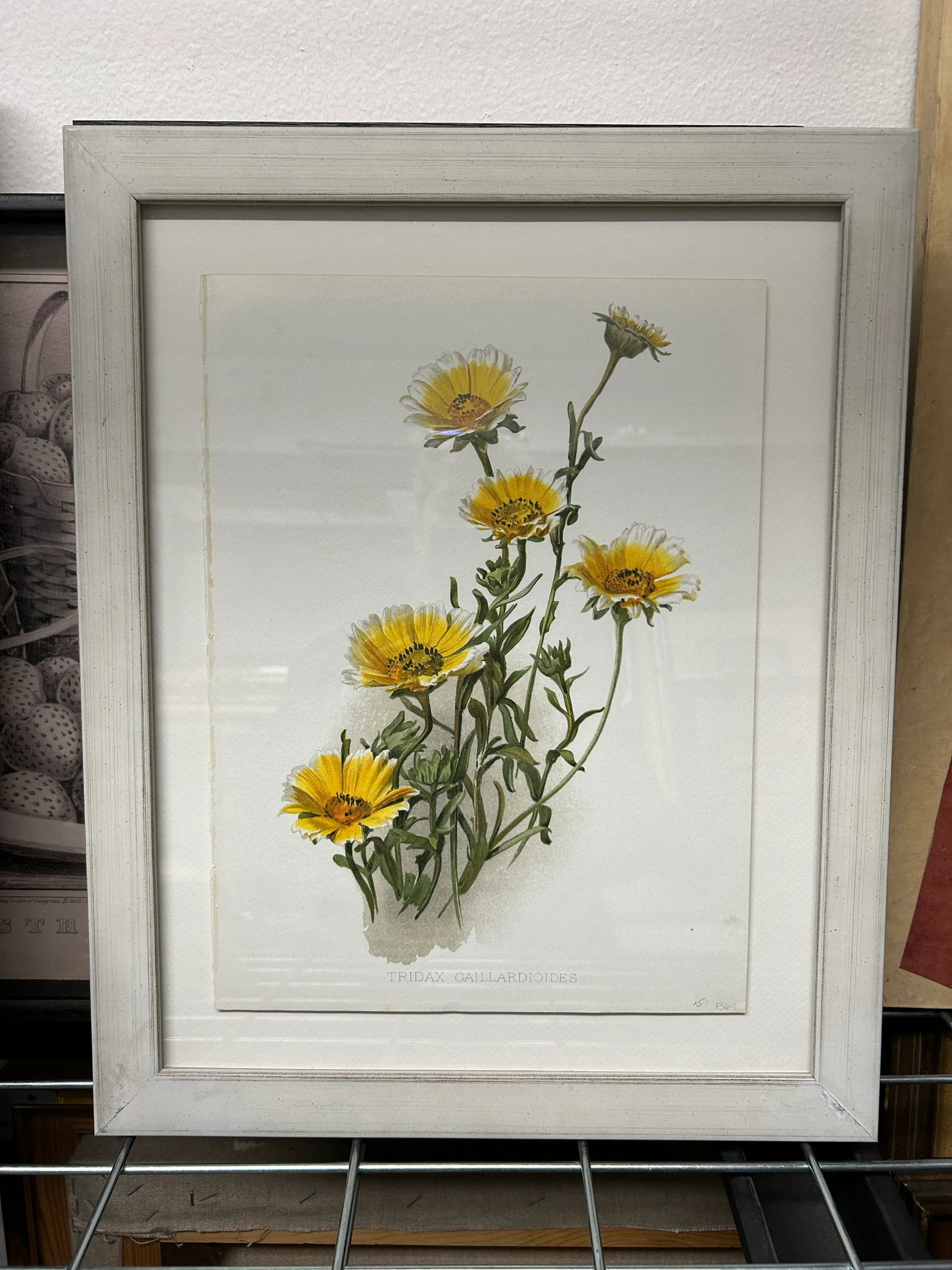 Antique Botanical Print Tridax Gaillardioides Original 1904 Print, Framed - 2