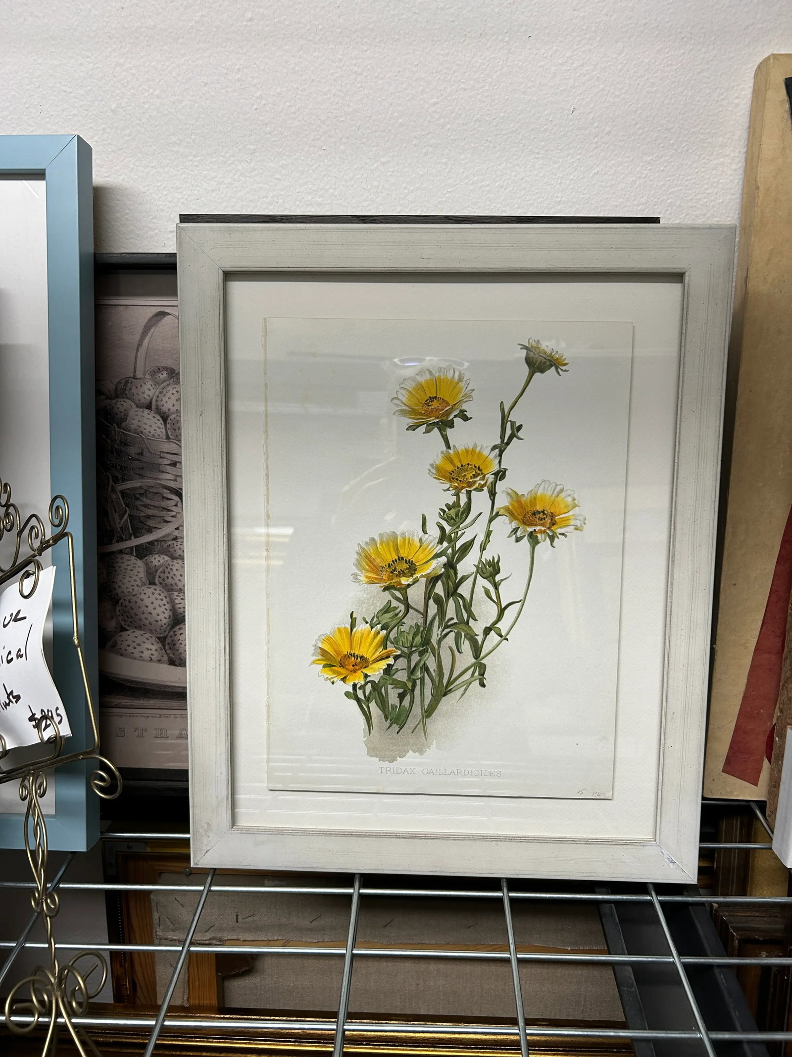Antique Botanical Print Tridax Gaillardioides Original 1904 Print, Framed - 3