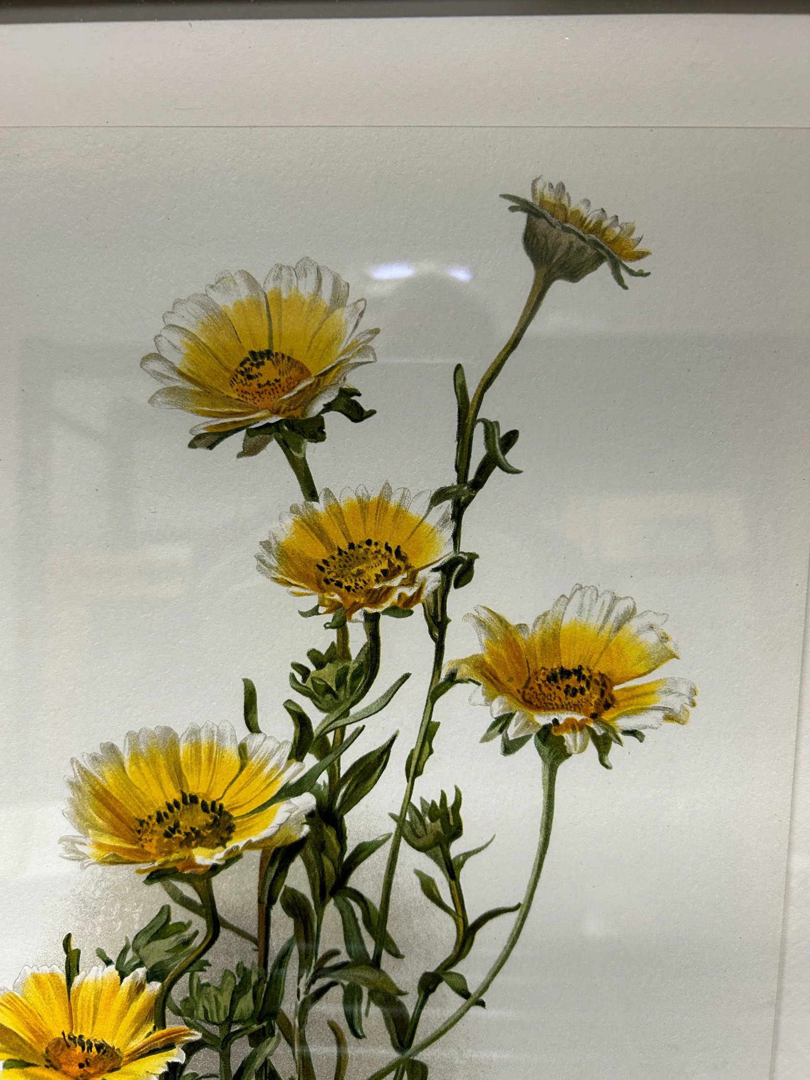Antique Botanical Print Tridax Gaillardioides Original 1904 Print, Framed - 4