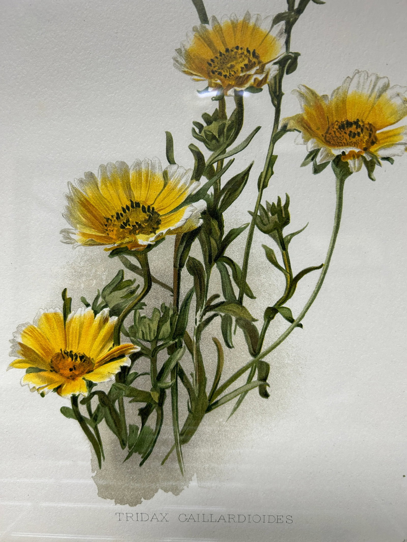 Antique Botanical Print Tridax Gaillardioides Original 1904 Print, Framed - 5