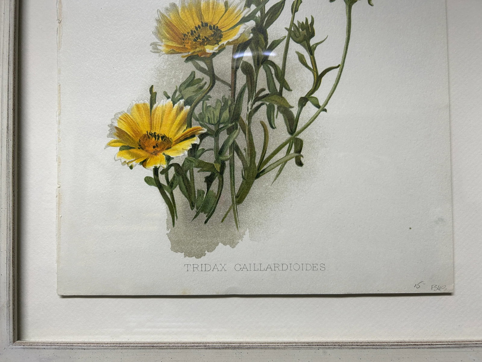 Antique Botanical Print Tridax Gaillardioides Original 1904 Print, Framed - 6