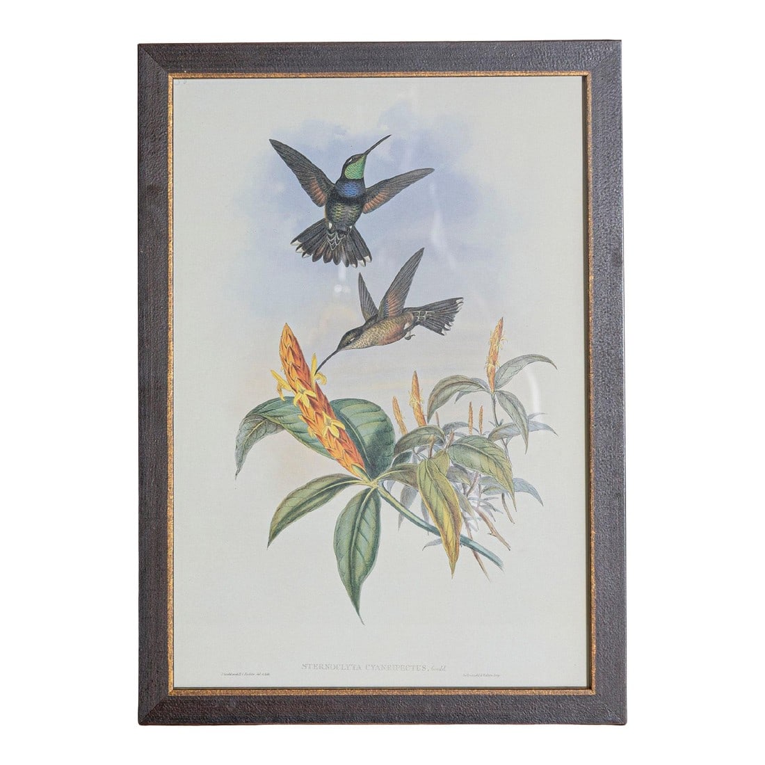 19th Century Bird Print - One of 24, Framed: Mr. John Gould's tropical framed Bird prints 1955 taken from his limited edition of 1000. The most celebrated British ornithologist of the nineteenth-century John Gould (1804-1881) was a businessman,