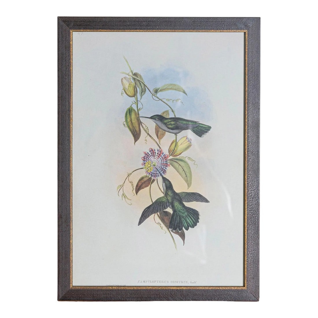 19th Century Bird Print - One of 24: Mr. John Gould's tropical framed Bird prints 1955 taken from his limited edition of 1000. The most celebrated British ornithologist of the nineteenth-century John Gould (1804-1881) was a businessman,