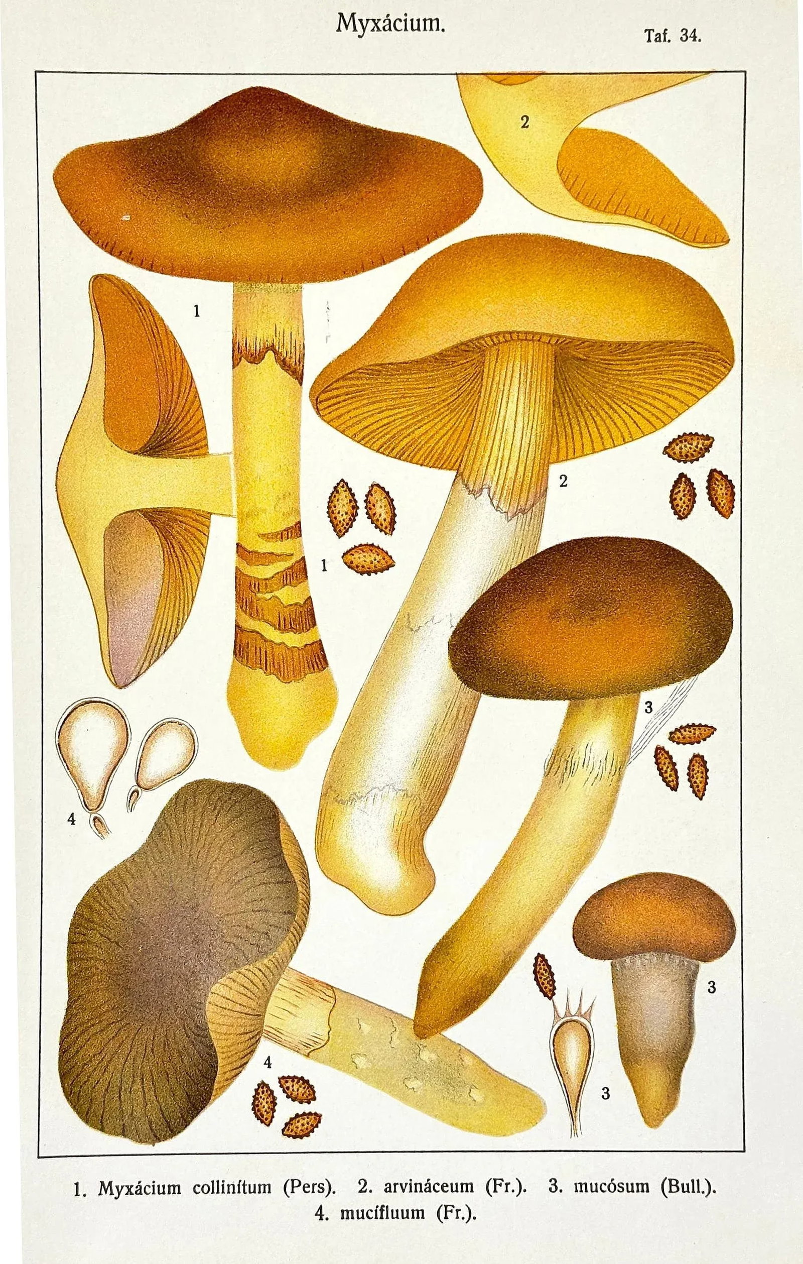 Original Antique 19th C Hand Colored Lithograph Myxacium Mushrooms Fungi by Carl Gustav Jablonsky - 2