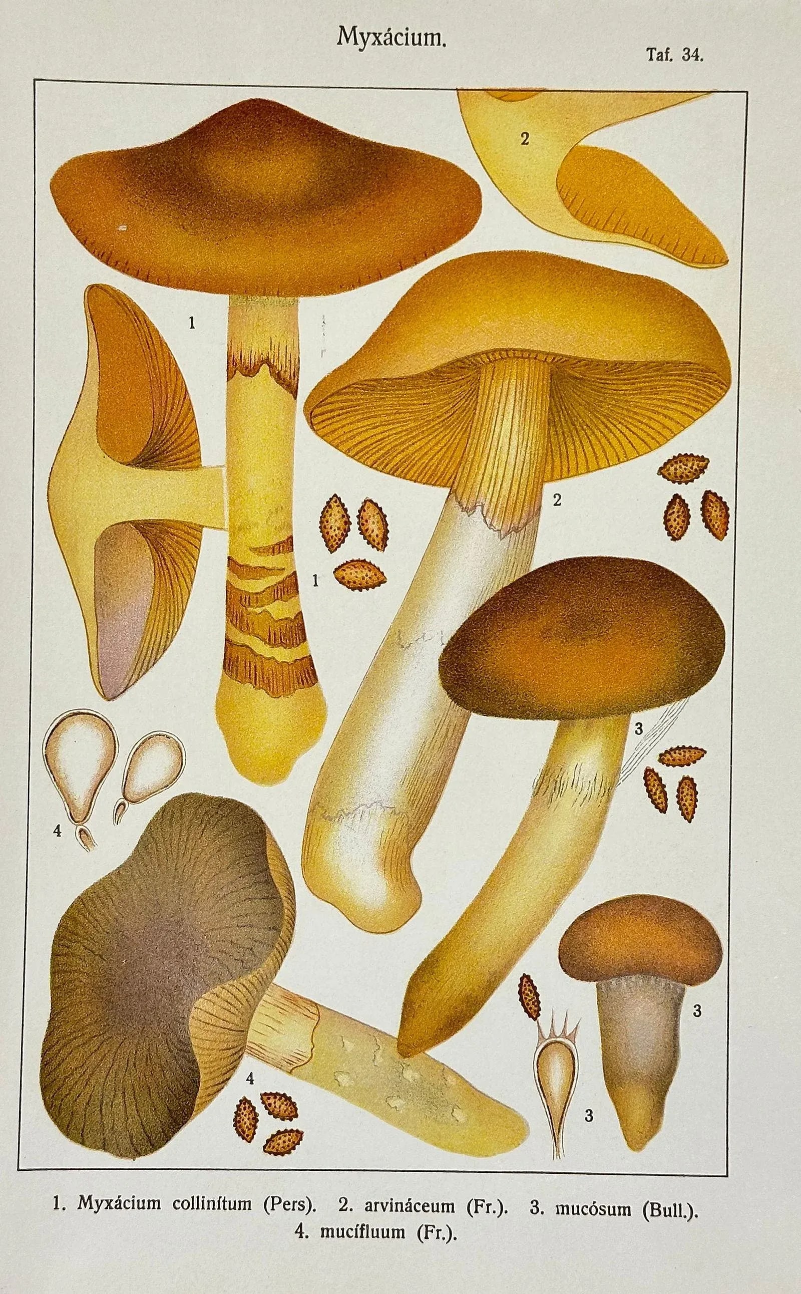 Original Antique 19th C Hand Colored Lithograph Myxacium Mushrooms Fungi by Carl Gustav Jablonsky - 4