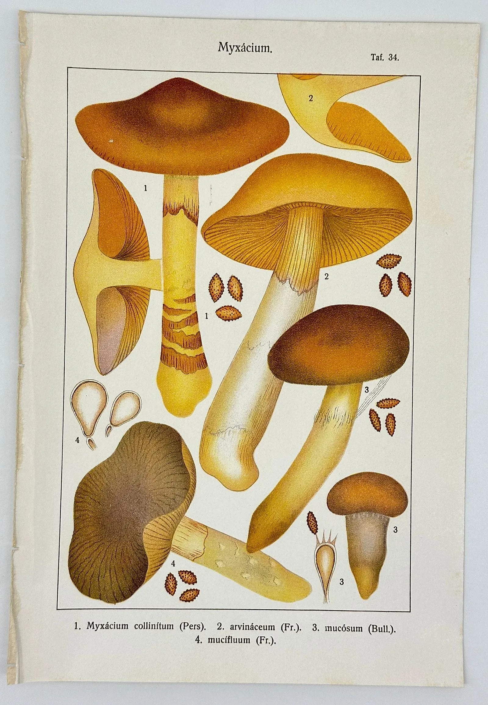 Original Antique 19th C Hand Colored Lithograph Myxacium Mushrooms Fungi by Carl Gustav Jablonsky - 5