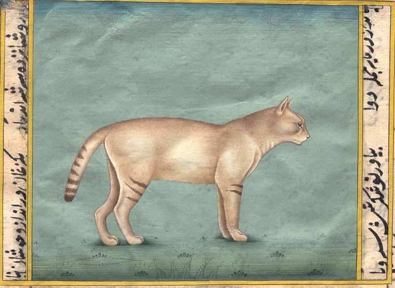 Felir Chaus Cat: Title: Felir Chaus Cat Description: Animals Painting Reserve: $82.80 Shipping: Domestic: Shipping rates are determined by destination International: Foreign shipping rates are determined by