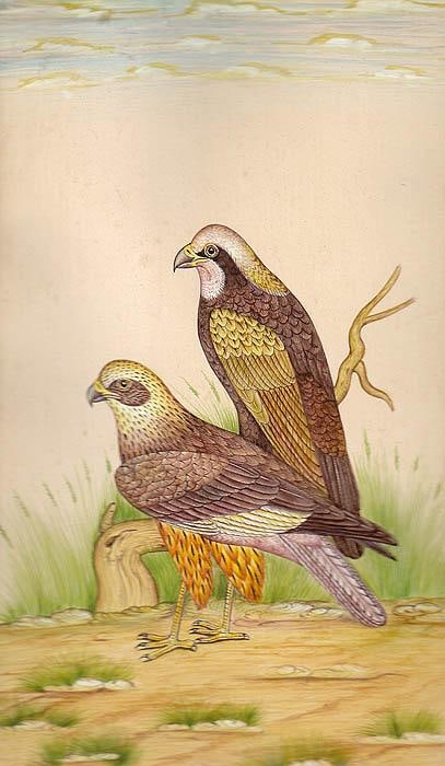 Birds of Prey: Title: Birds of Prey Description: Birds Painting Reserve: $82.80 Shipping: Domestic: Shipping rates are determined by destination International: Foreign shipping rates are determined by destination. I
