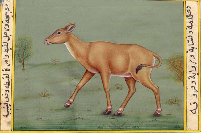 Calf: Title: Calf Description: Animals Painting Reserve: $67.50 Shipping: Domestic: Shipping rates are determined by destination International: Foreign shipping rates are determined by destination. Internat