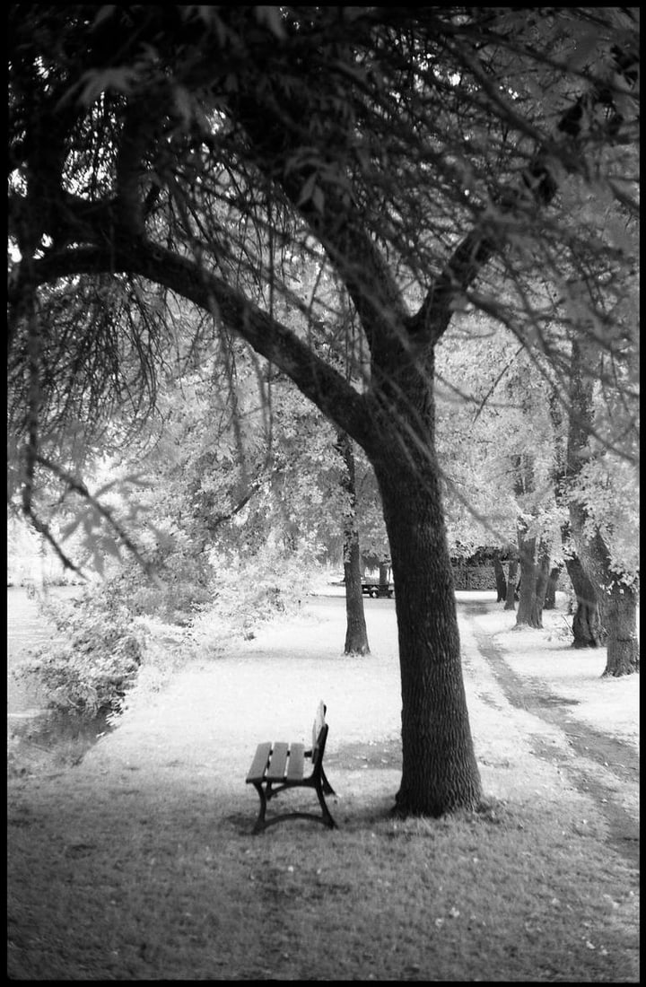 Trees, Ardennes, France [Infrared Film] - Silver Gelatin Photograph: Title: Trees, Ardennes, France [Infrared Film] - Silver Gelatin Photograph Dimensions: 16 x 20 in Medium: Trees, Ardennes, France [Infrared Film] - Silver Gelatin Photograph - Limited Edition of 10 Pa
