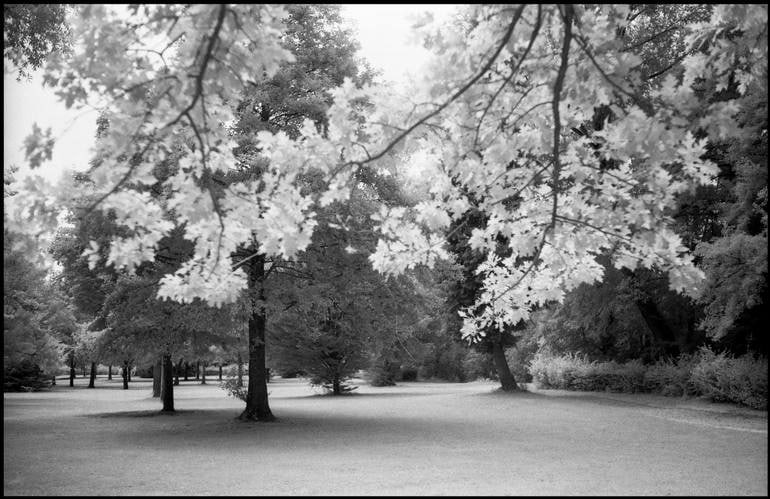 Park, Ardennes Region [Infrared Film] - Silver Gelatin Photograph: Title: Park, Ardennes Region [Infrared Film] - Silver Gelatin Photograph Dimensions: 20 x 16 in Medium: Park, Ardennes Region [Infrared Film] - Silver Gelatin Photograph - Limited Edition of 10 Paul C