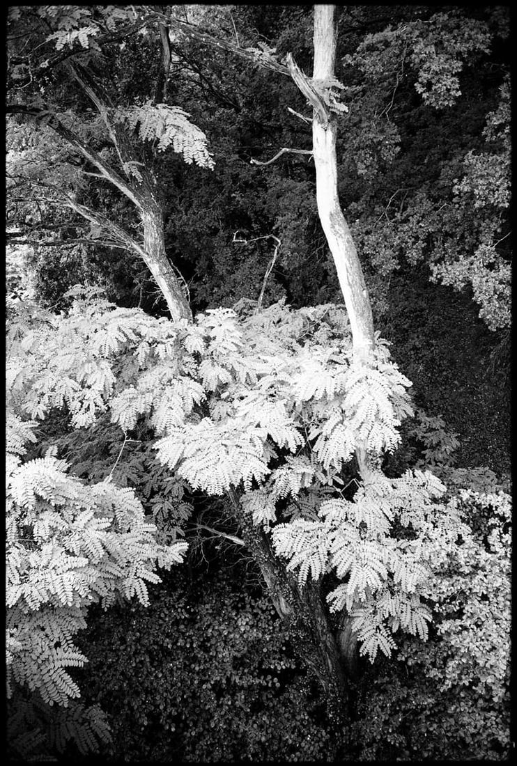 Canopy, Saint-Loup-Du-Gast, France - Silver Gelatin Photograph: Title: Canopy, Saint-Loup-Du-Gast, France - Silver Gelatin Photograph Dimensions: 16 x 20 in Medium: Canopy, Saint-Loup-du-Gast, France - Silver Gelatin Photograph - Limited Edition of 10 Paul Cooklin
