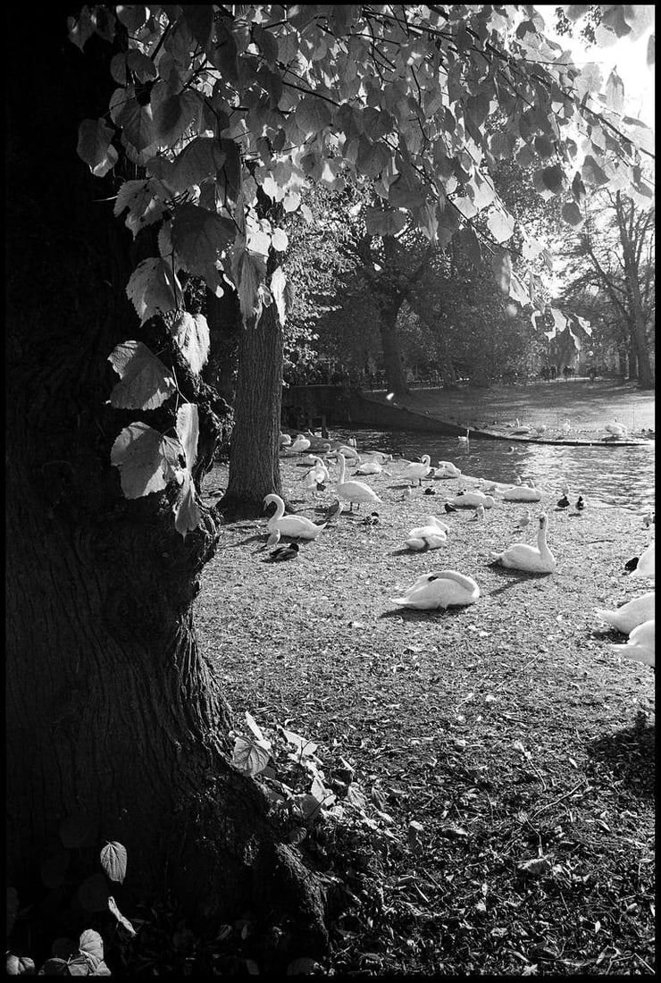 Swans, Bruges, Belgium - Silver Gelatin Photograph: Title: Swans, Bruges, Belgium - Silver Gelatin Photograph Dimensions: 16 x 20 in Medium: Swans, Bruges, Belgium - Silver Gelatin Photograph - Limited Edition of 10 Paul Cooklin United Kingdom Photogra