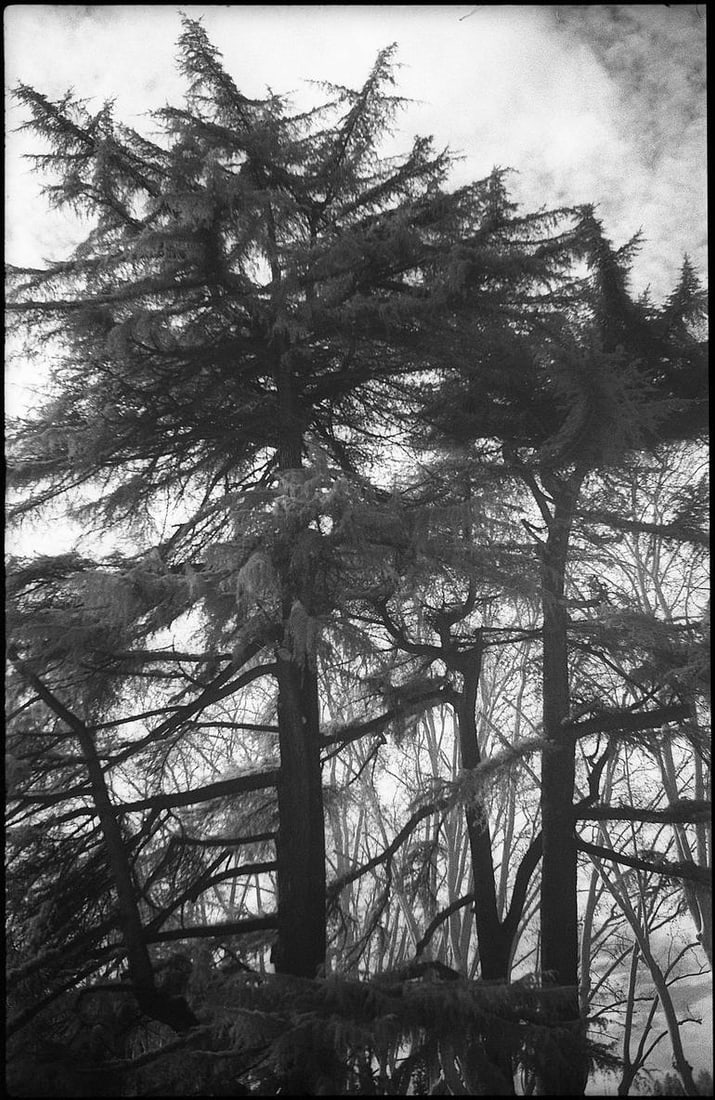 Roman Cyprus Trees, Italy - Silver Gelatin Photograph (1 of 3)
