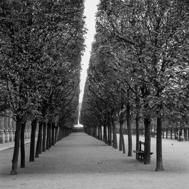 2/10 Treeline, The Royal Gardens, Paris France - Silver Gelatin Photograph: Title: 2/10 Treeline, The Royal Gardens, Paris France - Silver Gelatin Photograph Dimensions: 20 x 20 in Medium: 2/10 Treeline, The Royal Gardens, Paris France - Silver Gelatin Photograph - Limited Ed