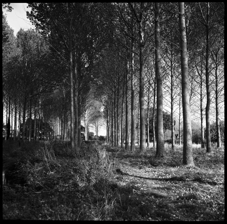 4/10 - Wickham Skeith, Suffolk - Silver Gelatin Photograph: Title: 4/10 - Wickham Skeith, Suffolk - Silver Gelatin Photograph Dimensions: 16 x 20 in Medium: 4/10 - Wickham Skeith, Suffolk - Silver Gelatin Photograph - Limited Edition of 10 Paul Cooklin United 