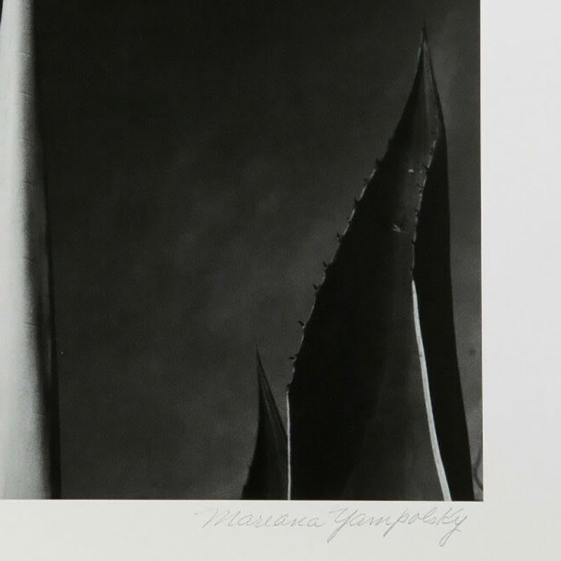 Mariana Yampolsky "Maguey Capado" Lithographic Photo Print Limited 1/250 Signed - 4