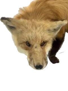 Antique Full Red Fox Taxidermy - 5