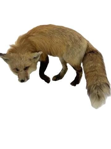 Antique Full Red Fox Taxidermy - 6