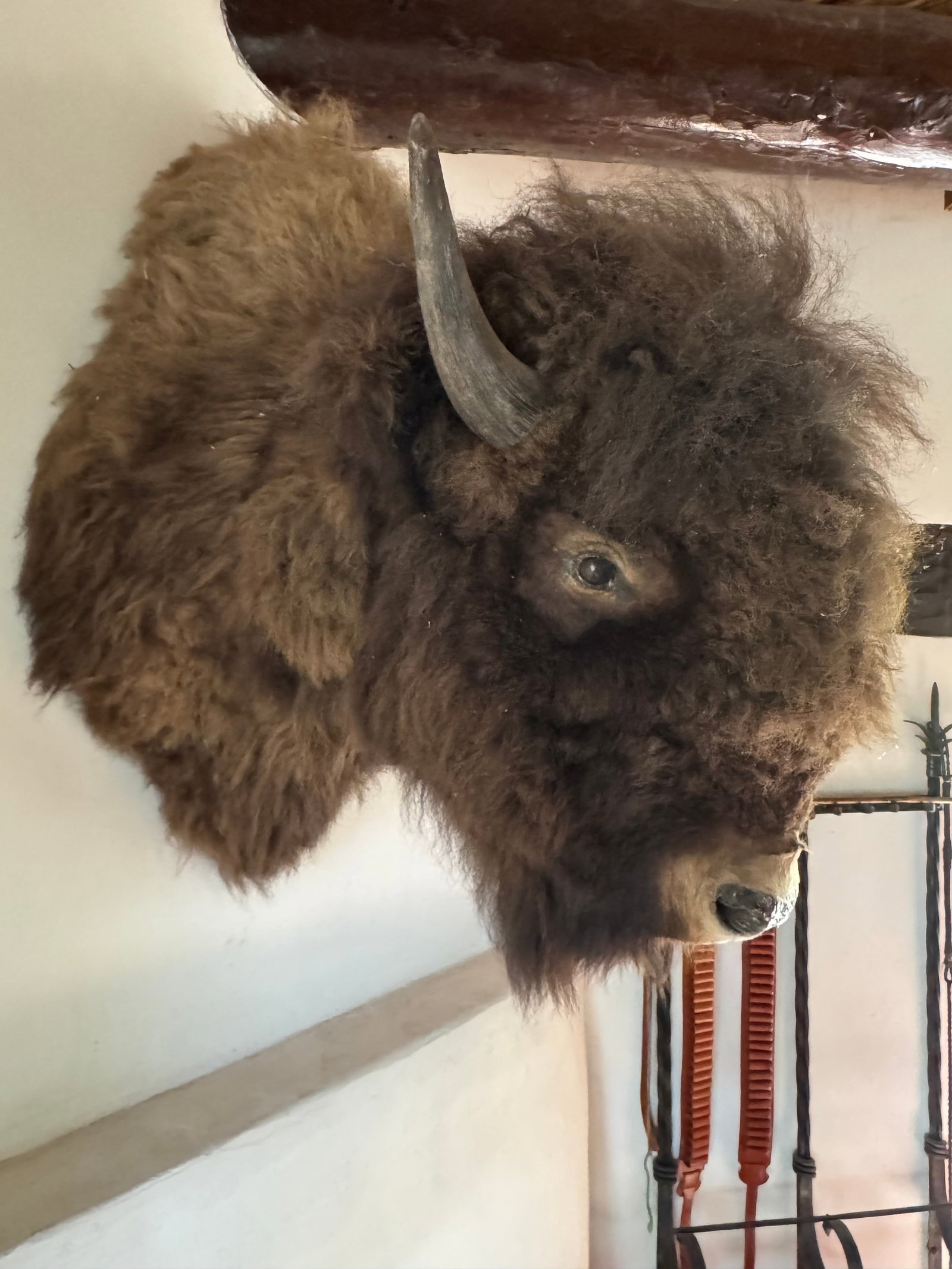 Taxidermy American Bison Head Mount - 10
