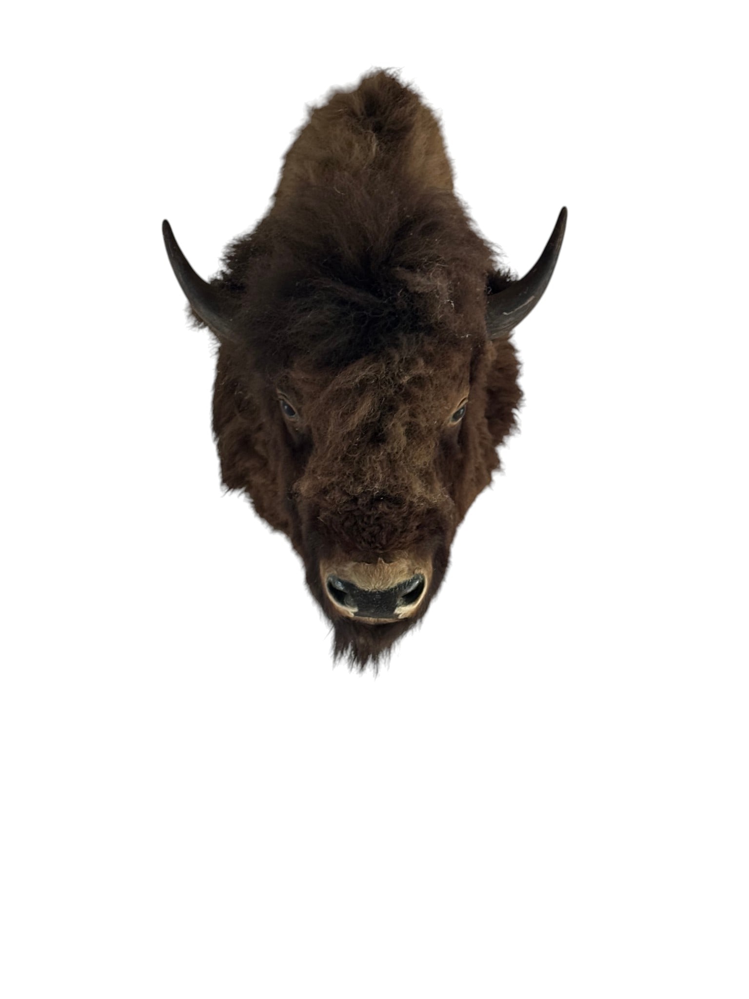 Taxidermy American Bison Head Mount (1 of 10)