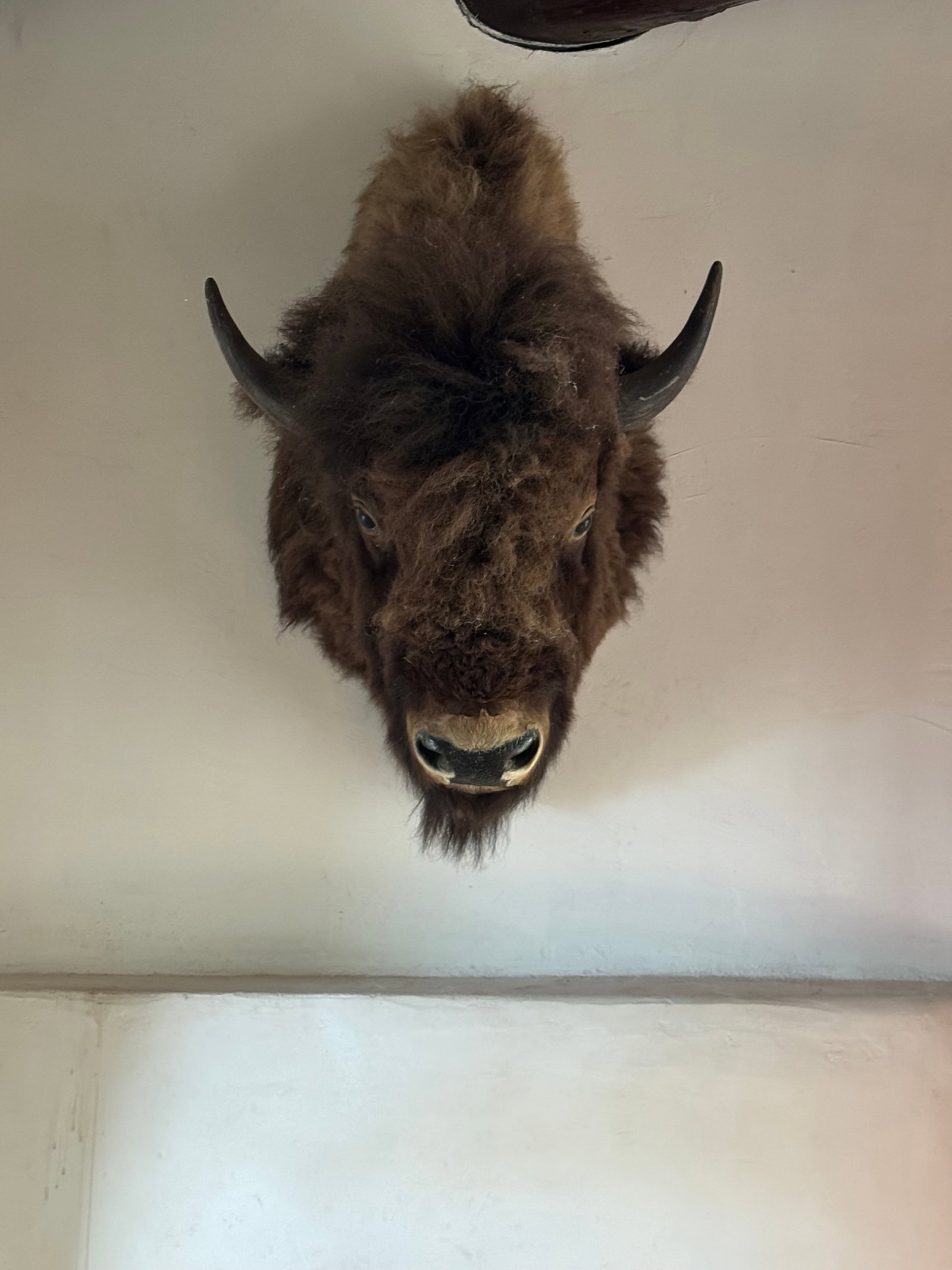 Taxidermy American Bison Head Mount - 2