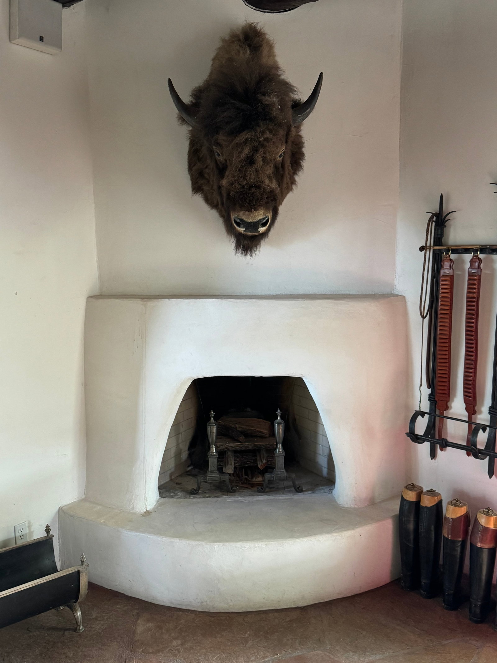 Taxidermy American Bison Head Mount - 3