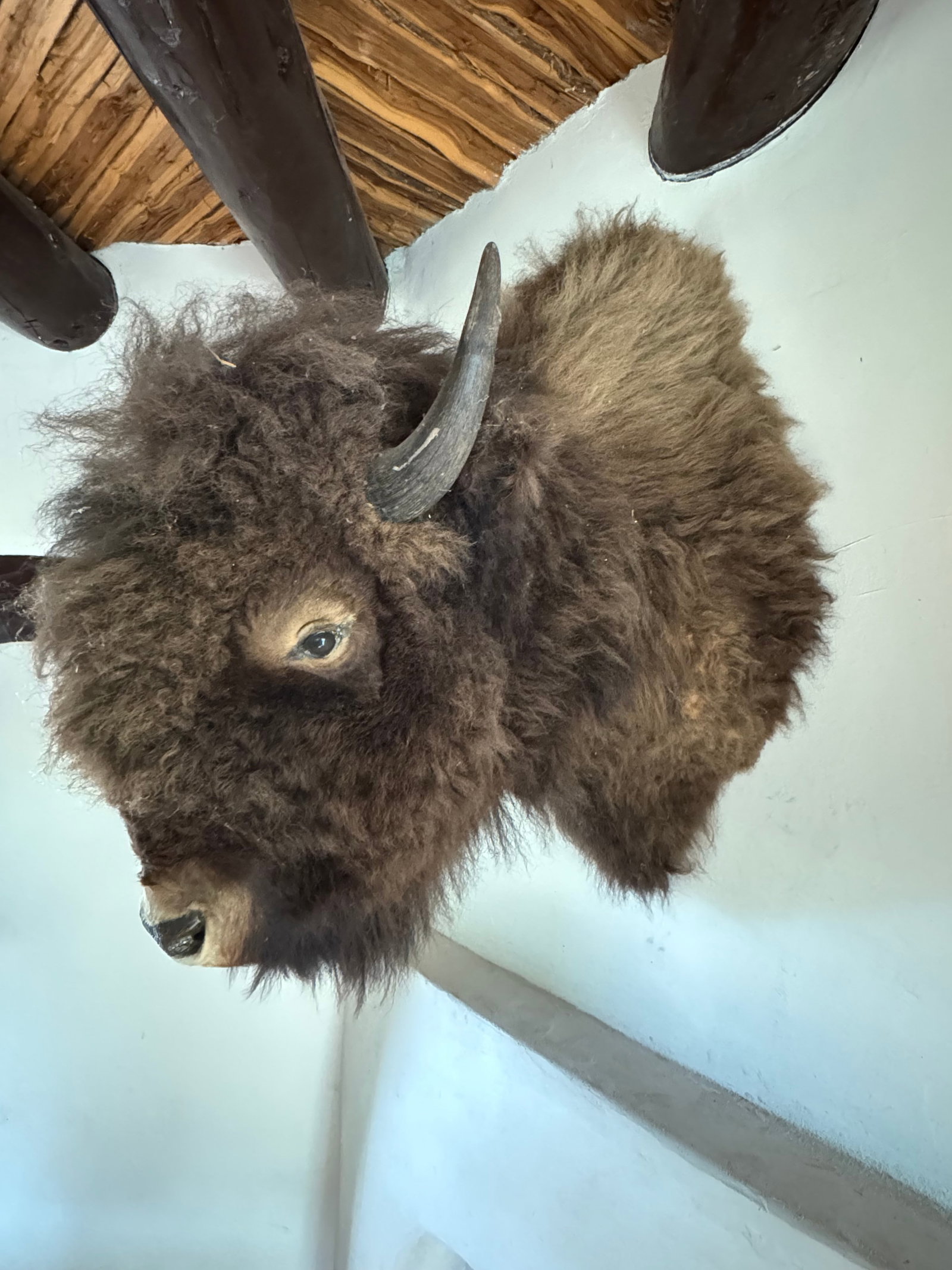 Taxidermy American Bison Head Mount - 4
