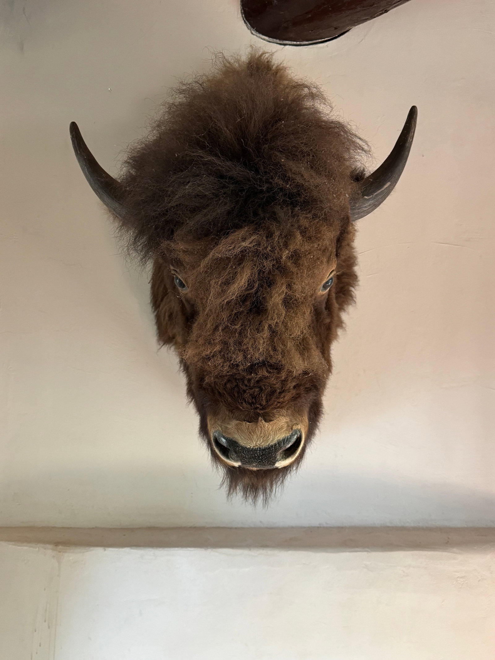 Taxidermy American Bison Head Mount - 5
