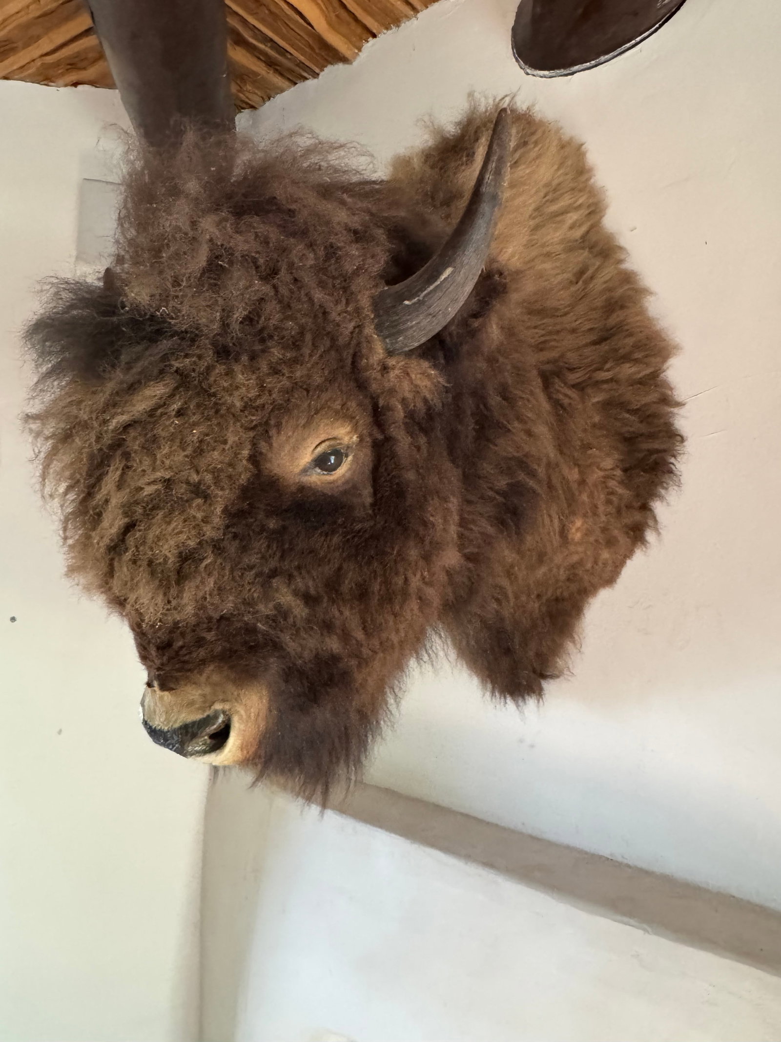 Taxidermy American Bison Head Mount - 6