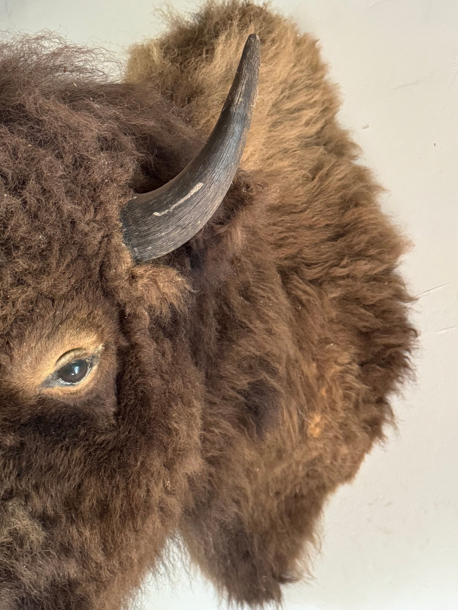 Taxidermy American Bison Head Mount - 7