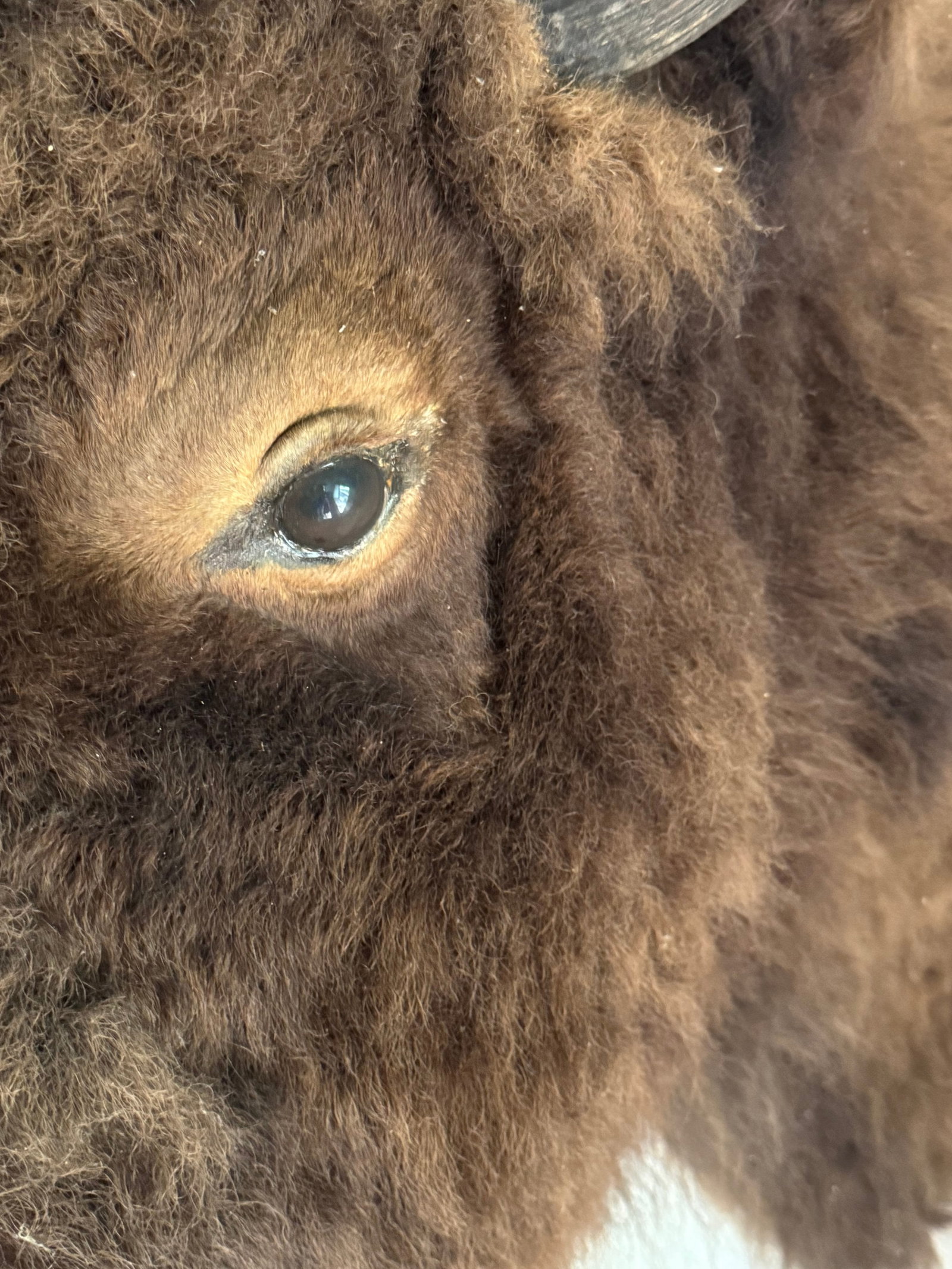 Taxidermy American Bison Head Mount - 8