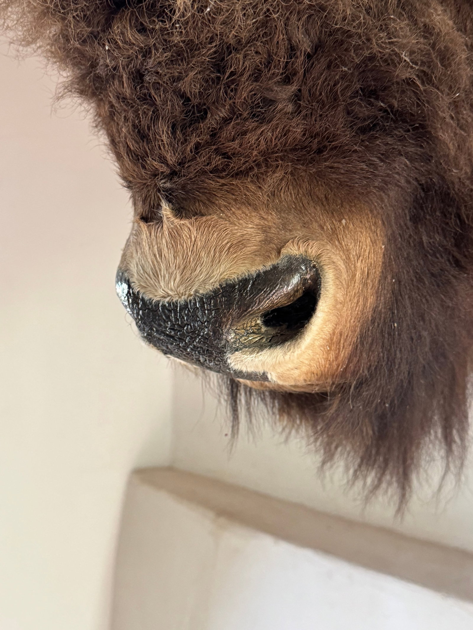 Taxidermy American Bison Head Mount - 9