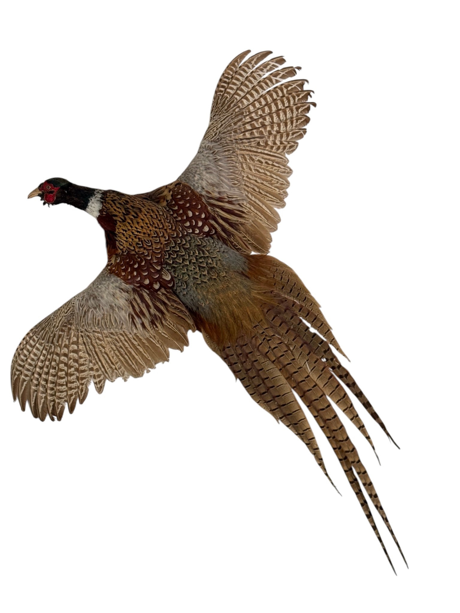 Taxidermy Ring-Necked Pheasant in Flight: A vibrantly preserved taxidermy specimen of a male Ring-Necked Pheasant (Phasianus colchicus), mounted in a dynamic, in-flight pose. The pheasant displays characteristic iridescent green and purple