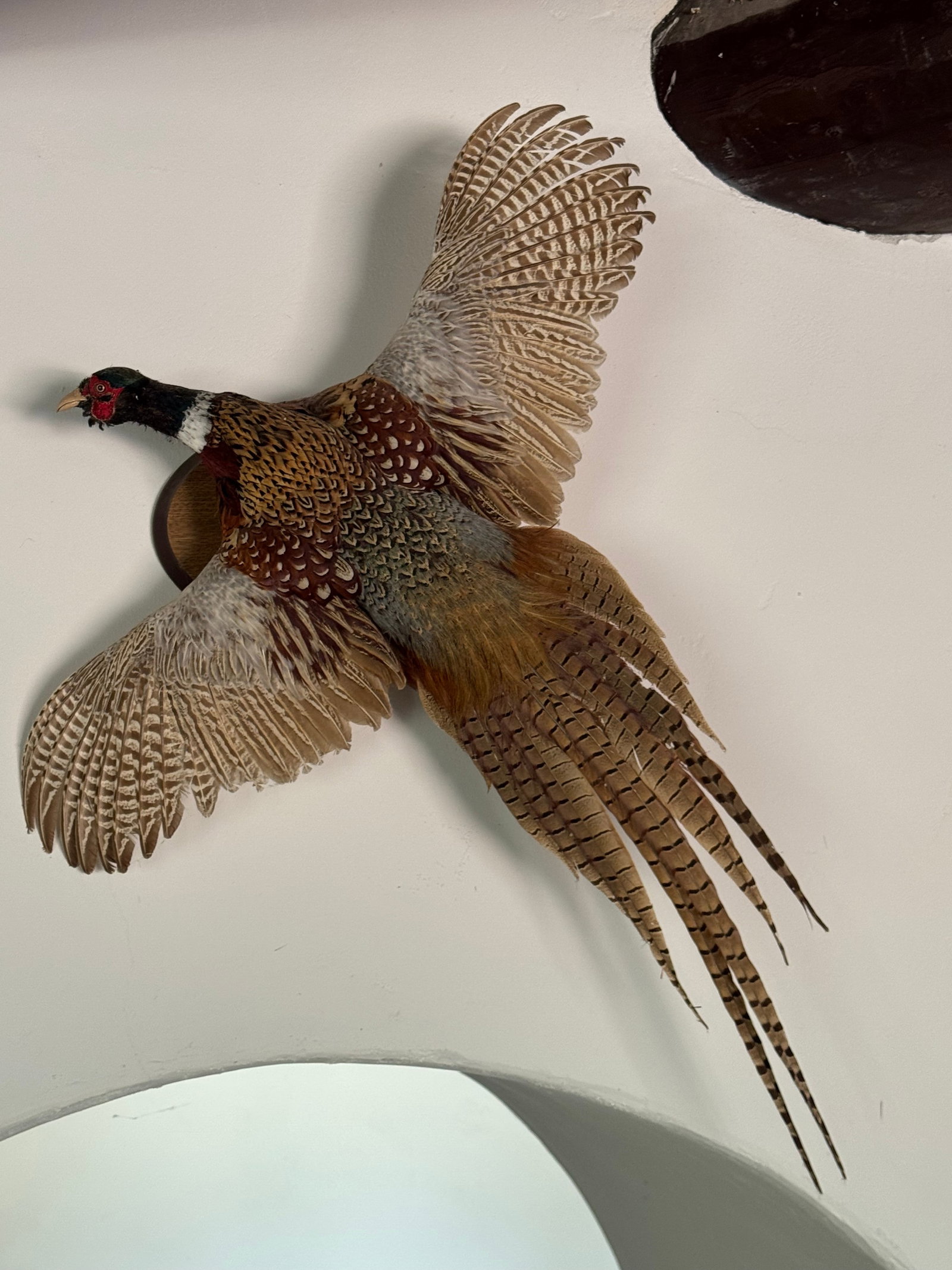 Taxidermy Ring-Necked Pheasant in Flight - 2