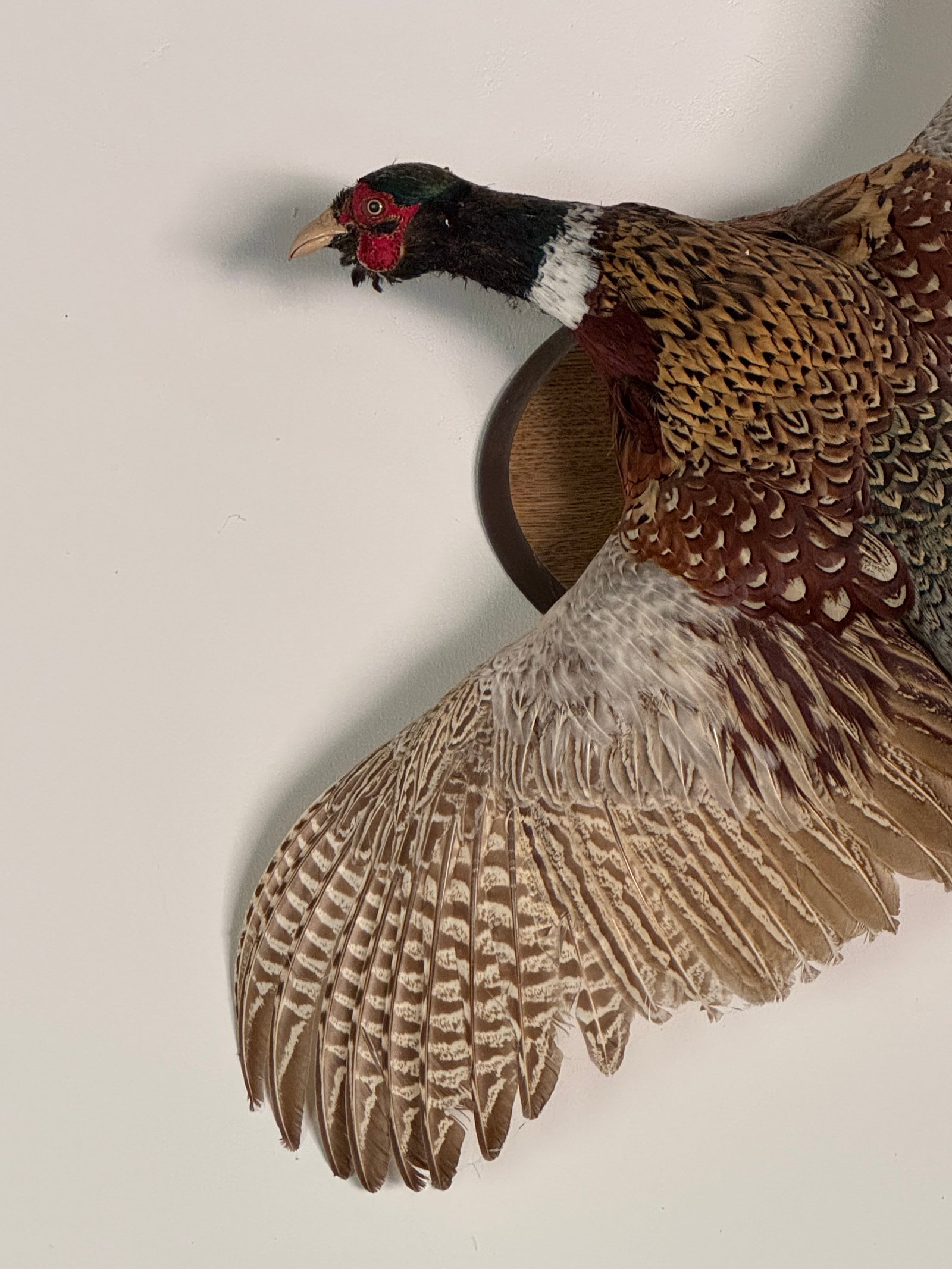 Taxidermy Ring-Necked Pheasant in Flight - 3