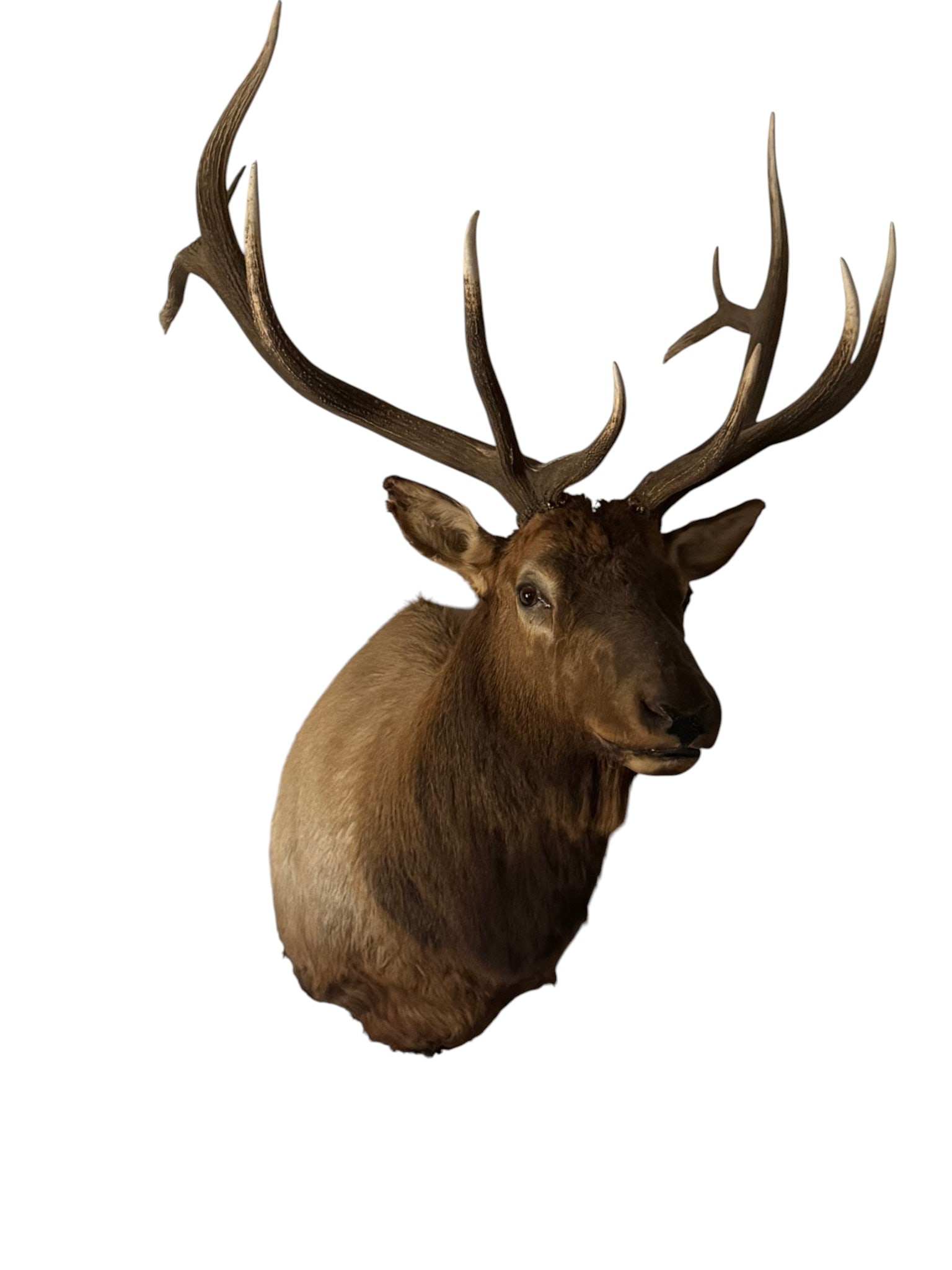 Grand North American Elk Taxidermy Wall Mount (1 of 9)