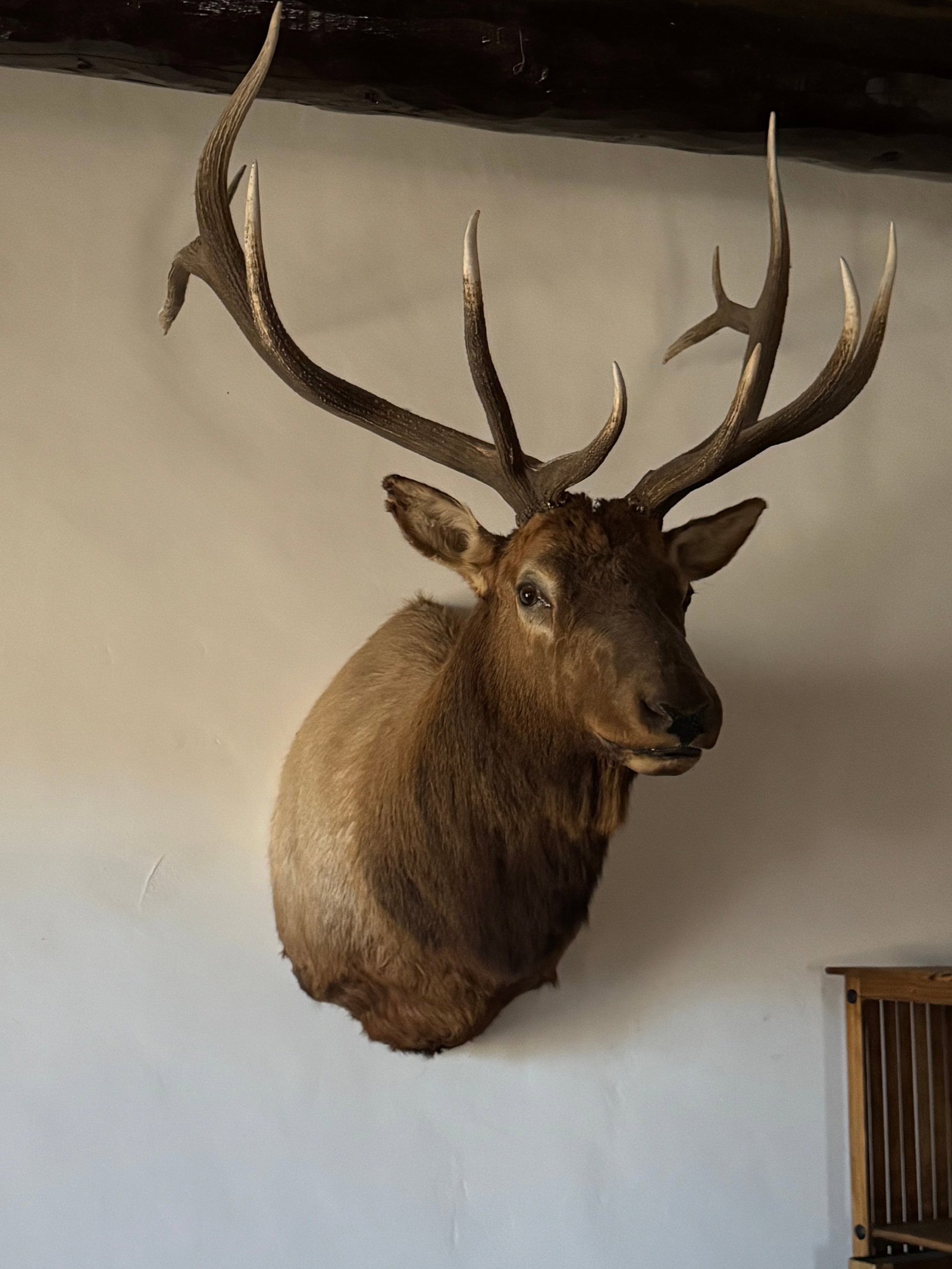 Grand North American Elk Taxidermy Wall Mount - 2