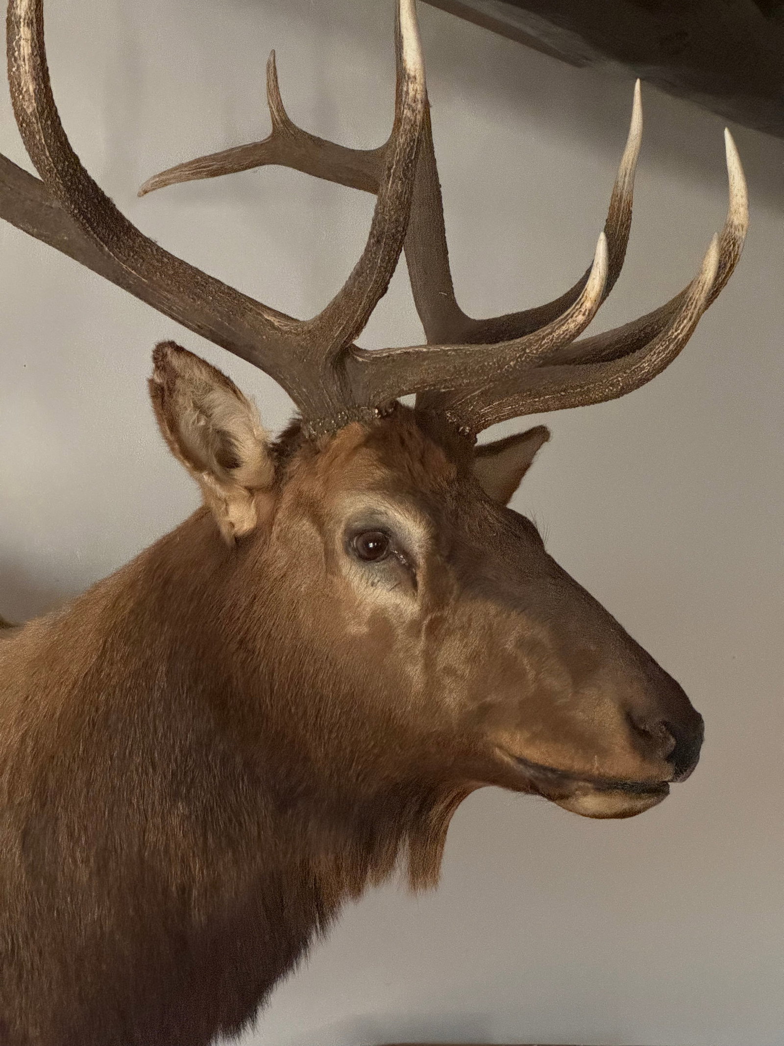 Grand North American Elk Taxidermy Wall Mount - 3
