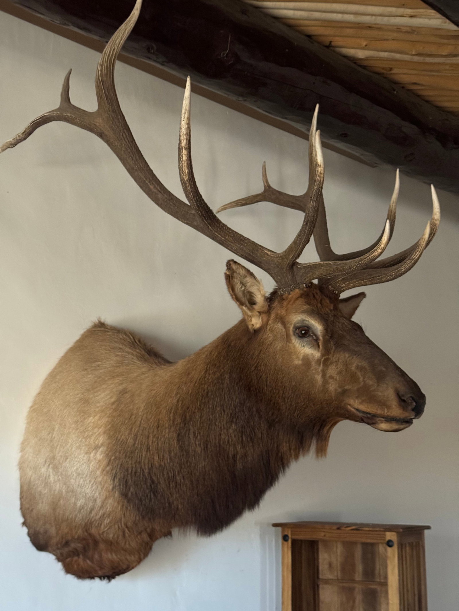 Grand North American Elk Taxidermy Wall Mount - 4