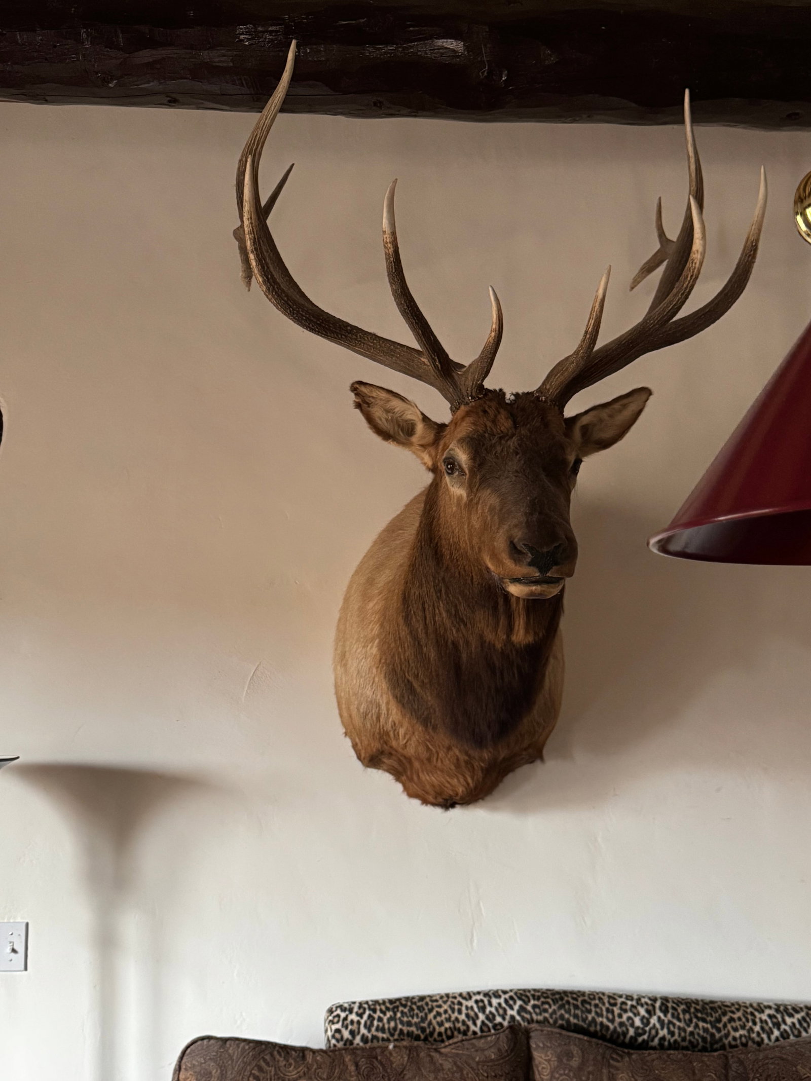 Grand North American Elk Taxidermy Wall Mount - 5