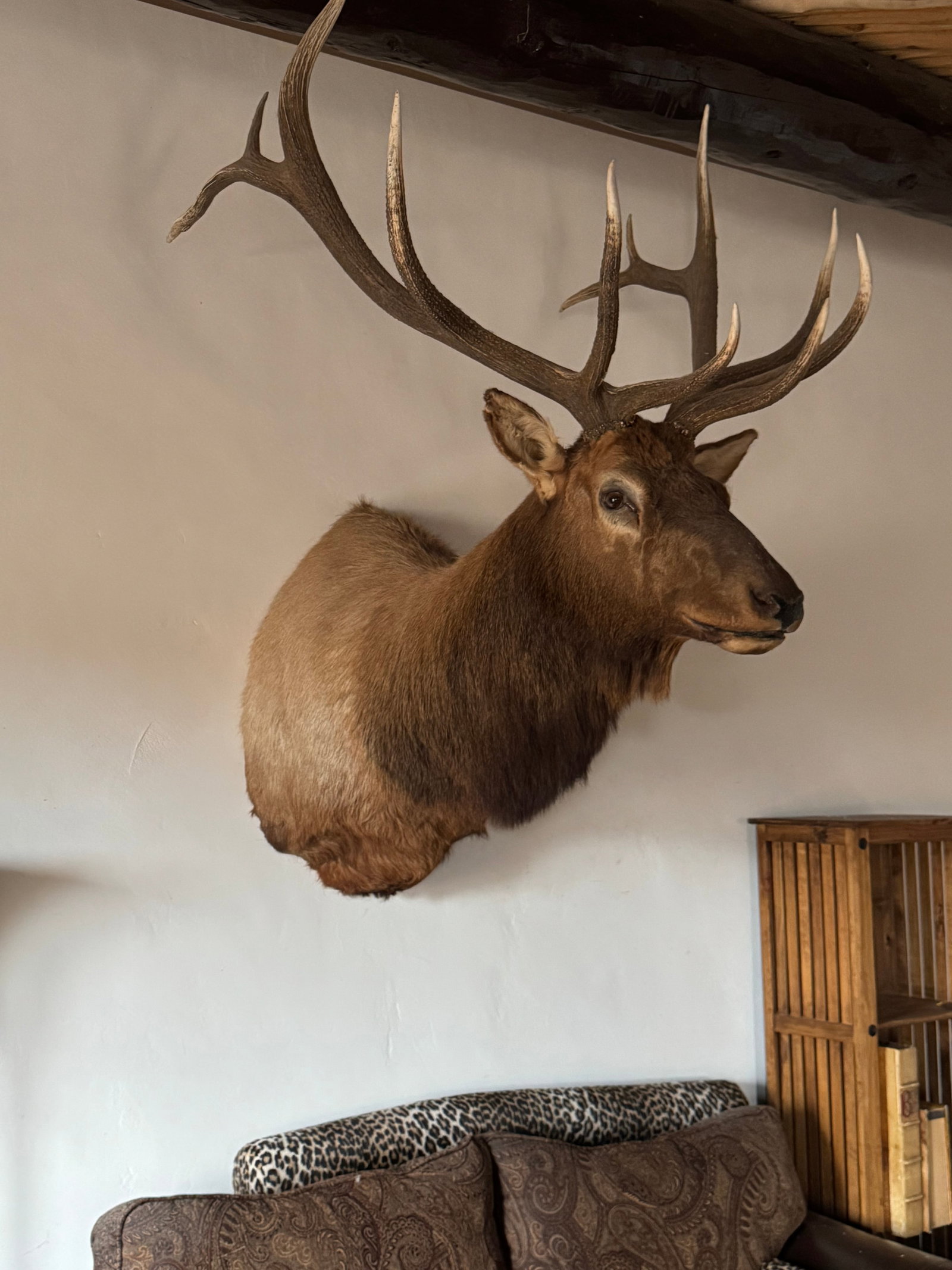 Grand North American Elk Taxidermy Wall Mount - 6